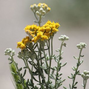 افسنطین خراسانی