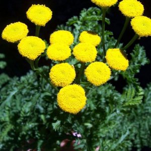 افسنطین زرد