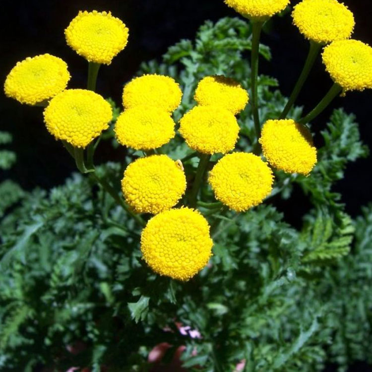 افسنطین زرد