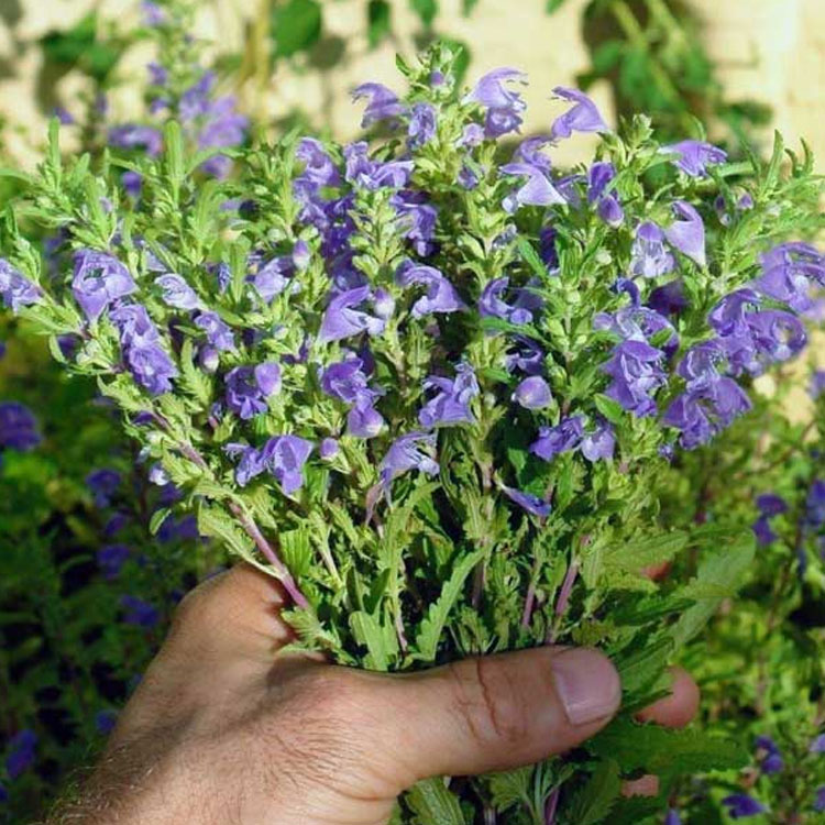 بادرنجبویه