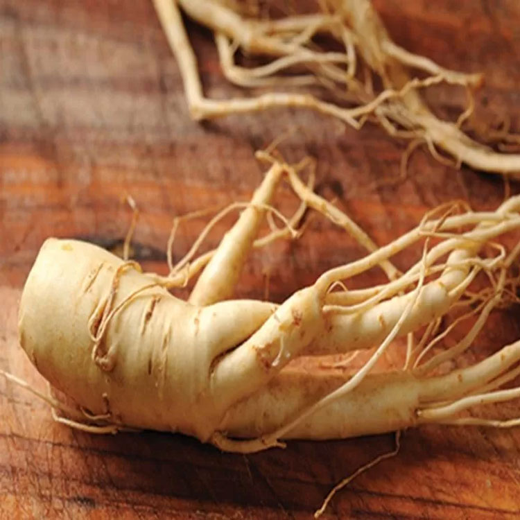 ریشه بابا آدم