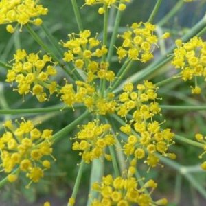 آنغوزه عطاری سلامت