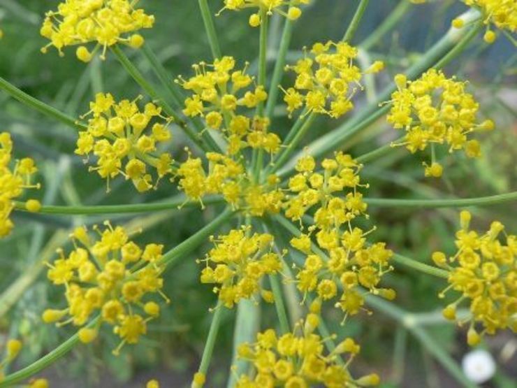 آنغوزه عطاری سلامت